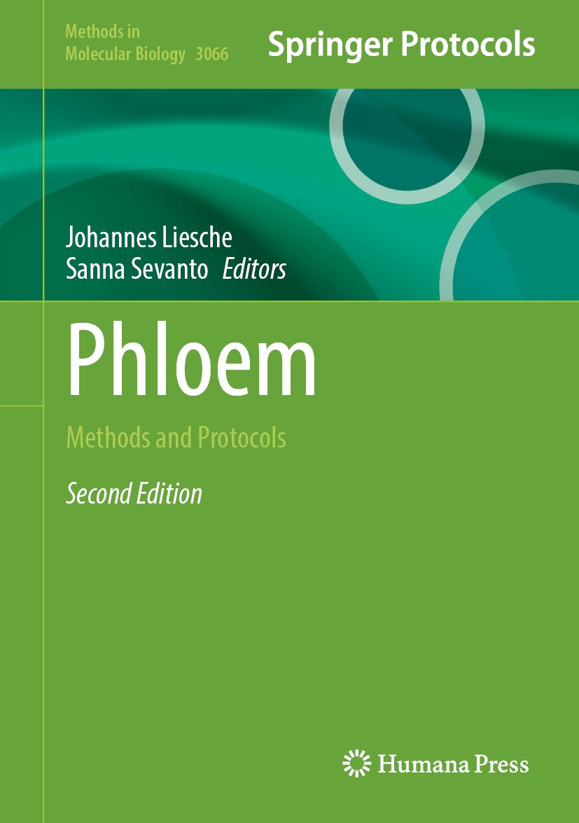 Phloem